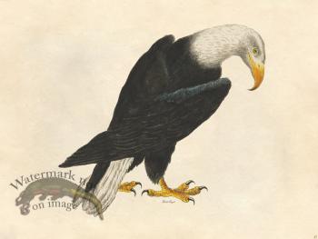 Bald Eagle - Tribute Bd 47